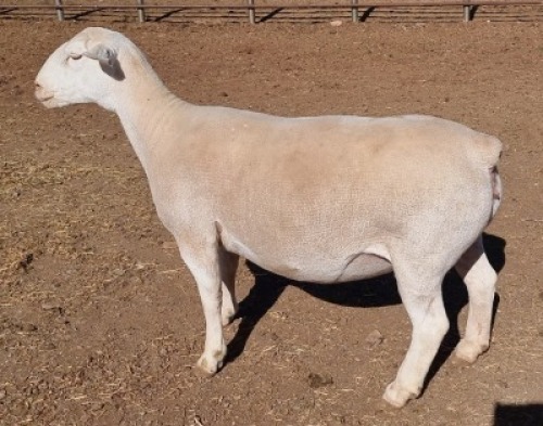LOT 15 1 x WHITE DORPER EWE TYPE 5 ASHLEY PHILLIPS