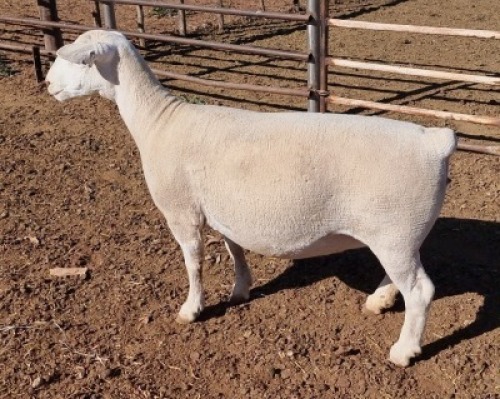 LOT 29 1 x WHITE DORPER EWE TYPE 5 ASHLEY PHILLIPS