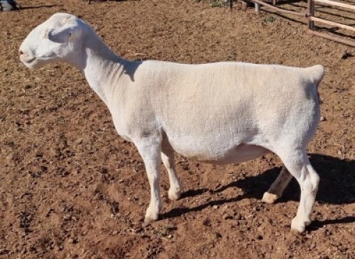LOT 42 1 x WHITE DORPER EWE STUD ASHLEY PHILLIPS