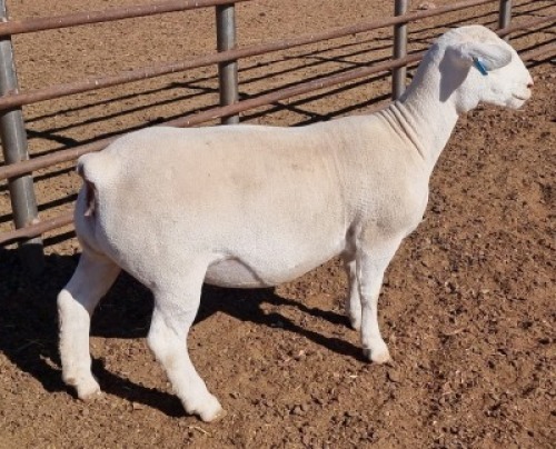 LOT 53 1 x WHITE DORPER EWE FLOCK ASHLEY PHILLIPS