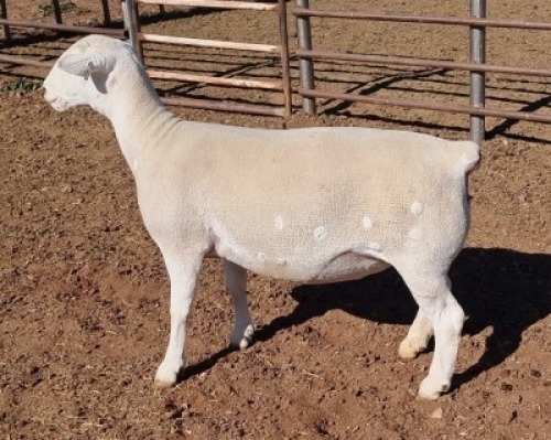 LOT 40 1 x DORPER EWE TYPE 5 ASHLEY PHILLIPS