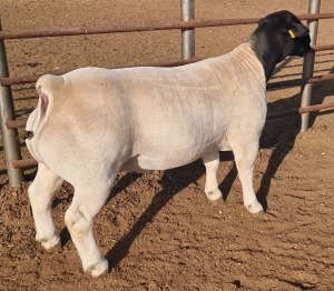 1 x DORPER RAM TYPE 5 MICKEY PHILLIPS