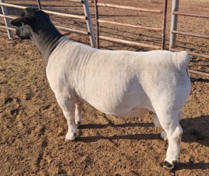 1 x DORPER RAM TYPE 5 MICKEY PHILLIPS