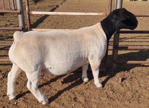 1 x DORPER RAM TYPE 5 MICKEY PHILLIPS