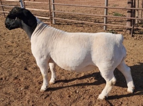 1 x DORPER RAM STUD MICKEY PHILLIPS