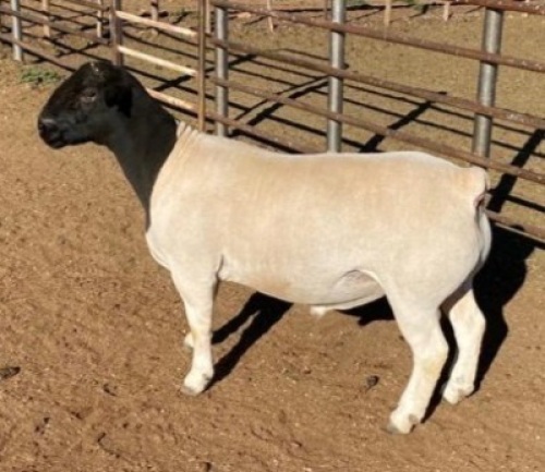 1 x DORPER RAM TYPE 5 MICKEY PHILLIPS