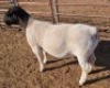 1 x DORPER RAM STUD MICKEY PHILLIPS - 2