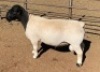1 x DORPER RAM STUD MICKEY PHILLIPS - 2
