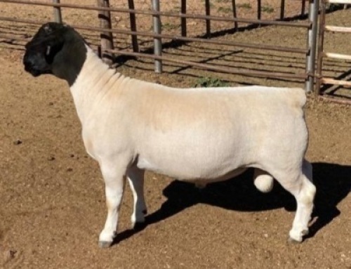 1 x DORPER RAM TYPE 5 MICKEY PHILLIPS