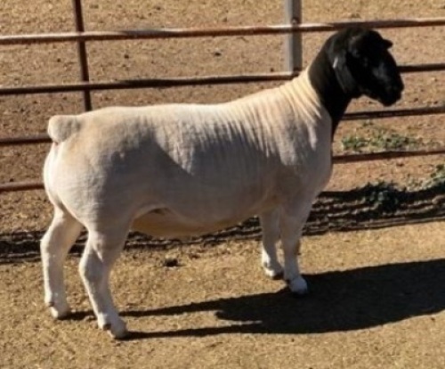 1 x DORPER RAM STUD MICKEY PHILLIPS