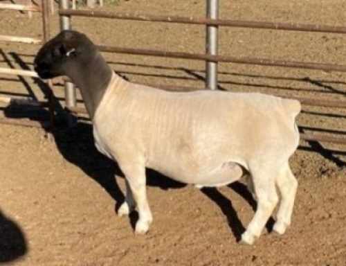 1 x DORPER RAM STUD MICKEY PHILLIPS