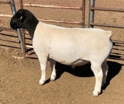 1 x DORPER RAM FLOCK MICKEY PHILLIPS