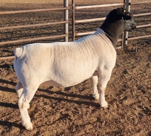 1 x DORPER RAM FLOCK MICKEY PHILLIPS