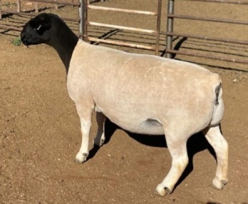 LOT 10 1 x DORPER EWE TYPE 5 MICKEY PHILLIPS