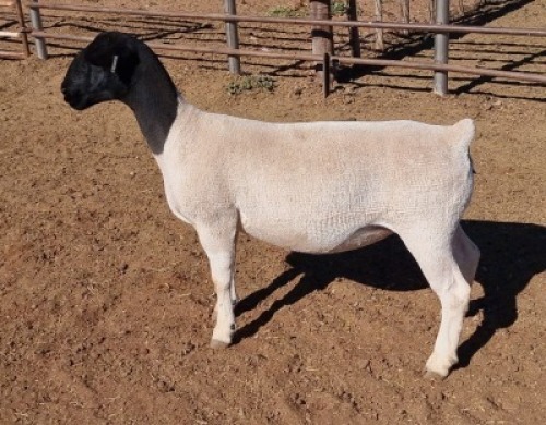 LOT 26 1 x DORPER EWE TYPE 5 MICKEY PHILLIPS