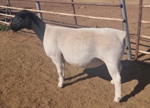 LOT 36 1 x DORPER EWE TYPE 5 MICKEY PHILLIPS