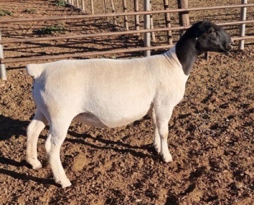 LOT 37 1 x DORPER EWE TYPE 5 MICKEY PHILLIPS