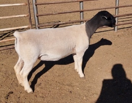 LOT 38 2 x DORPER EWE TYPE 5 MICKEY PHILLIPS(Pay per animal to take the lot)