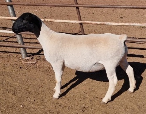 LOT 48 1 x DORPER EWE TYPE 5 MICKEY PHILLIPS
