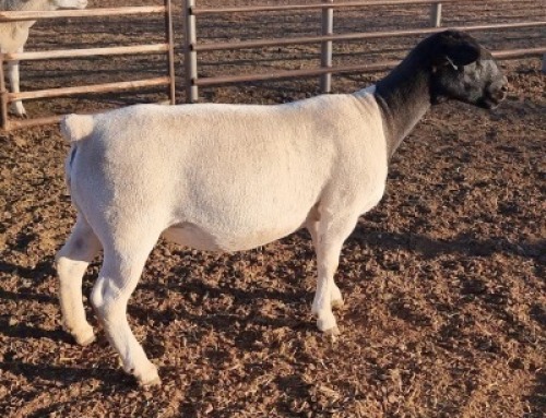 LOT 51 2 x DORPER EWE FLOCK MICKEY PHILLIPS(Pay per animal to take the lot)