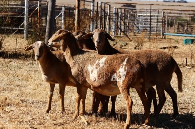 4X MEATMASTER OOI/EWE OLIVEBRANCH MEATMASTERS (Pay per Animal to take all in lot)