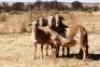 4X MEATMASTER OOI/EWE OLIVEBRANCH MEATMASTERS (Pay per Animal to take all in lot) - 2