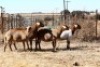 4X MEATMASTER OOI/EWE OLIVEBRANCH MEATMASTERS (Pay per Animal to take all in lot) - 3