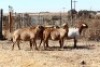 4X MEATMASTER OOI/EWE OLIVEBRANCH MEATMASTERS (Pay per Animal to take all in lot) - 4