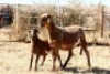 1X MEATMASTER OOI/EWE OLIVEBRANCH MEATMASTERS - 2