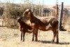 1X MEATMASTER OOI/EWE OLIVEBRANCH MEATMASTERS - 3