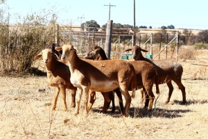 4X MEATMASTER OOI/EWE OLIVEBRANCH MEATMASTERS (Pay per Animal to take all in lot)