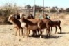 4X MEATMASTER OOI/EWE OLIVEBRANCH MEATMASTERS (Pay per Animal to take all in lot) - 2