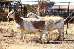 2X MEATMASTER OOI/EWE OLIVEBRANCH MEATMASTERS (Pay per Animal to take all in lot)