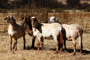 4X MEATMASTER OOI/EWE OLIVEBRANCH MEATMASTERS (Pay per Animal to take all in lot)