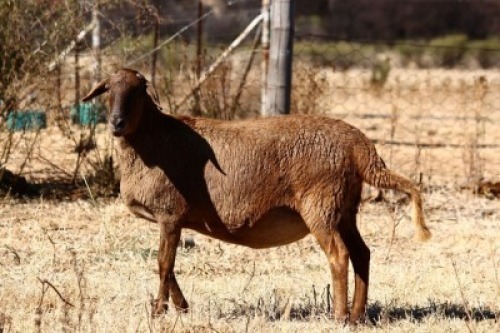 1X MEATMASTER OOI/EWE OLIVEBRANCH MEATMASTERS