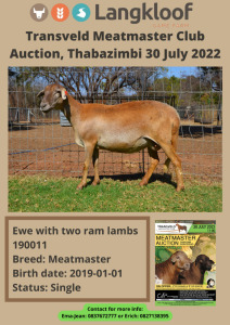 1+2X MEATMASTER OOI/EWE LANGKLOOF MEATMASTERS