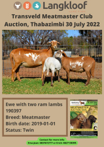 1+2X MEATMASTER OOI/EWE LANGKLOOF MEATMASTERS (Pay per Animal to take all in lot)