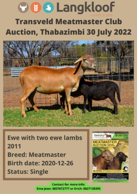 1+2X MEATMASTER OOI/EWE LANGKLOOF MEATMASTERS (Pay per Animal to take all in lot)