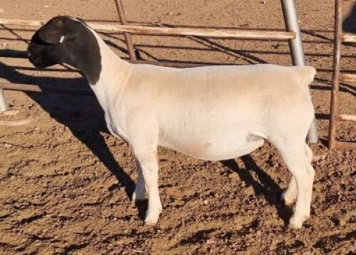 LOT 11 1 x DORPER EWE TYPE 5 MICKEY PHILLIPS