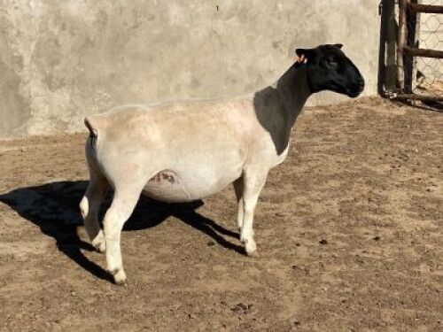 LOT 17 1 x DORPER EWE TYPE 5 LEROY PHILLIPS & SON DORPERS