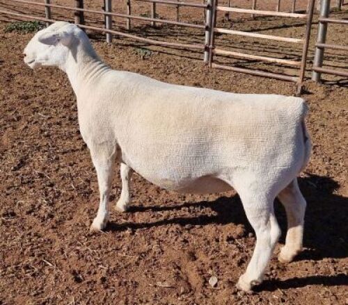 LOT 2 1 x WHITE DORPER EWE TYPE 5 ASHLEY PHILLIPS
