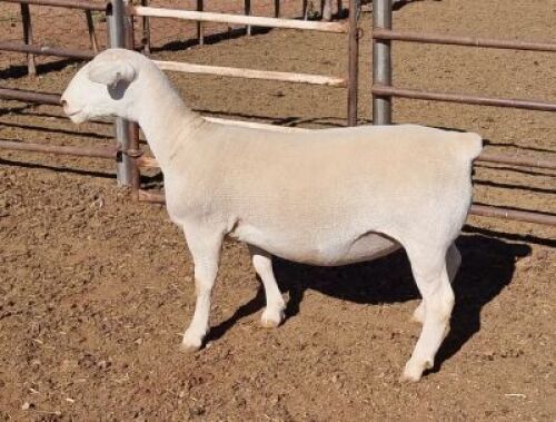 LOT 3 1 x WHITE DORPER EWE TYPE 5 ASHLEY PHILLIPS