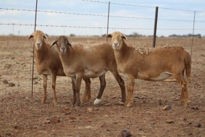3X MEATMASTER OOI/EWE DIDYMUS MEATMASTERS (Pay per Animal to take all in lot)