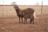 1+1X MEATMASTER OOI/EWE DIDYMUS MEATMASTERS - 2