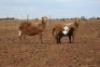 1+1X MEATMASTER OOI/EWE DIDYMUS MEATMASTERS (Pay per Animal to take all in lot) - 2