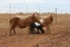 1+1X MEATMASTER OOI/EWE DIDYMUS MEATMASTERS (Pay per Animal to take all in lot) - 3