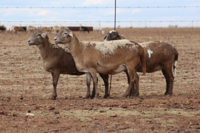 3X MEATMASTER OOI/EWE DIDYMUS MEATMASTERS (Pay per Animal to take all in lot)