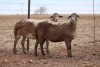 3X MEATMASTER OOI/EWE DIDYMUS MEATMASTERS (Pay per Animal to take all in lot) - 3