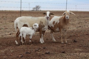 2+1X MEATMASTER OOI/EWE DIDYMUS MEATMASTERS (Pay per Animal to take all in lot)