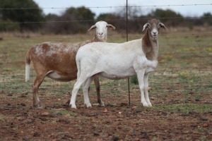 2X MEATMASTER OOI/EWE DIDYMUS MEATMASTERS (Pay per Animal to take all in lot)